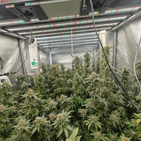 GMC G2 6.5 / Phänotyp A-H growlog timeline photo