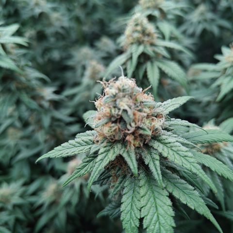 GMC G2 6.5 / Phänotyp A-H growlog timeline photo