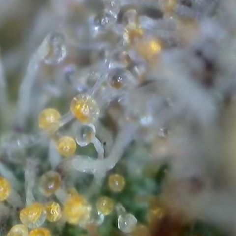 GMC G2 6.5 / Phänotyp A-H growlog timeline photo