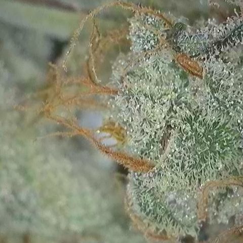 GMC G2 6.5 / Phänotyp A-H growlog timeline photo