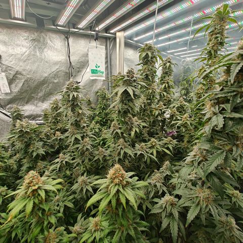 GMC G2 6.5 / Phänotyp A-H growlog timeline photo