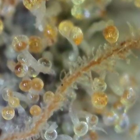 GMC G2 6.5 / Phänotyp A-H growlog timeline photo