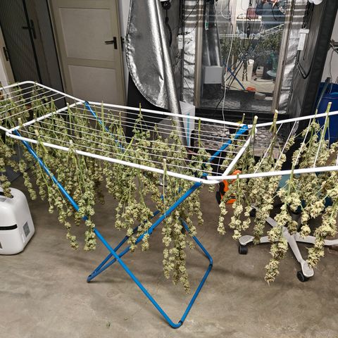 GMC G2 6.5 / Phänotyp A-H growlog timeline photo