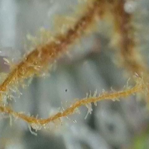 GMC G2 6.5 / Phänotyp A-H growlog timeline photo