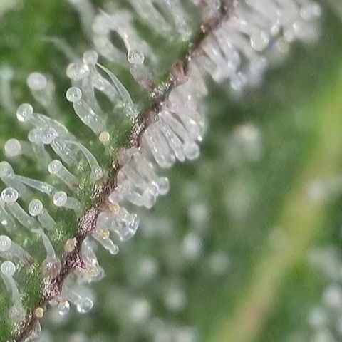 GMC G2 6.5 / Phänotyp A-H growlog timeline photo