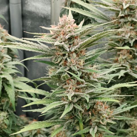 GMC G2 6.5 / Phänotyp A-H growlog photo: Tag 48