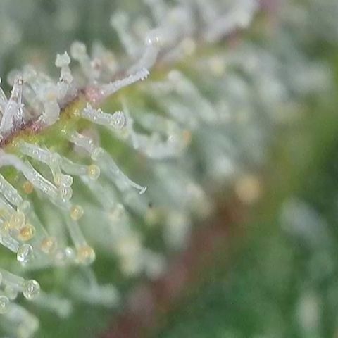 GMC G2 6.5 / Phänotyp A-H growlog timeline photo