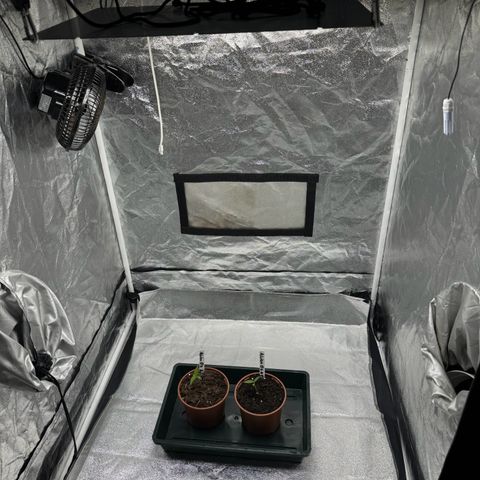 Alien OG  #1 growlog timeline photo