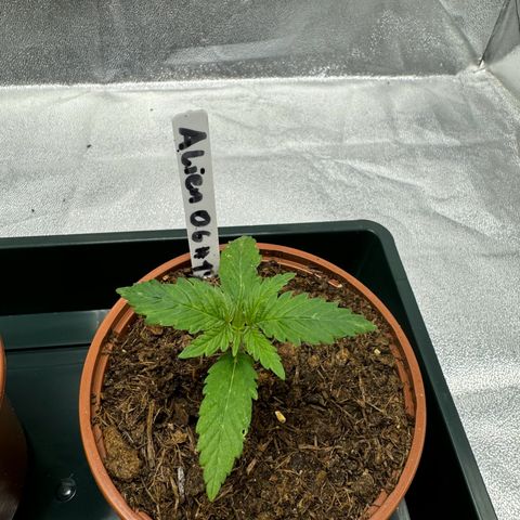 Alien OG  #1 growlog timeline photo