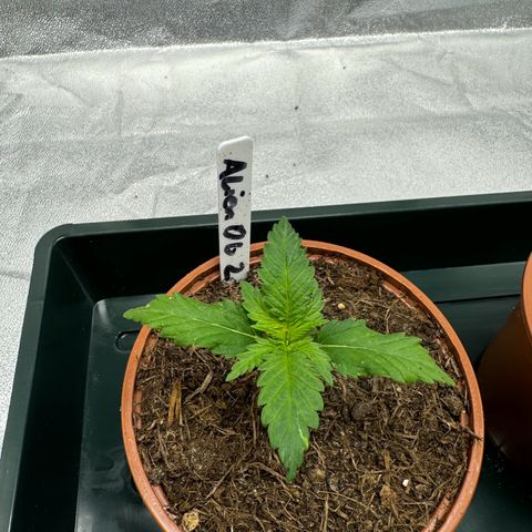 Alien OG  #2 growlog timeline photo