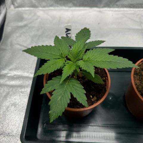 Alien OG  #1 growlog photo: Sie geben ordentlich Gas 
Ich denke morgen topfe ich sie in 7 Liter um 