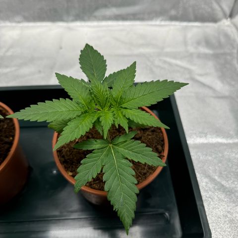Alien OG  #2 growlog photo: Auch die nr 2 wächst sehr gut 
Auch sie wird morgen umgetopft in 7 Liter 