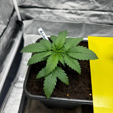 Alien OG  #1 growlog photo: Heute wurde umgetopft in 7 Liter 
Gewässert wurde mit einer düngerlösung mit einem ec wert von 1,0 und einem ph von 6,5 
Diesmal wurde ausnahmsweise Leitungswasser genutzt 