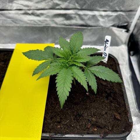 Alien OG  #2 growlog photo: Heute wurde umgetopft in 7 Liter 
Gewässert wurde mit einer düngerlösung mit einem ec wert von 1,0 und einem ph von 6,5 
Diesmal wurde ausnahmsweise Leitungswasser genutzt 