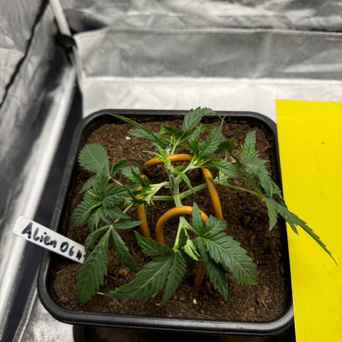 Alien OG  #1 growlog timeline photo