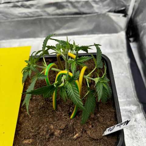Alien OG  #2 growlog photo: Am Mittwoch wurde getoppt 
Heute das erste LST 
#2 ist bisschen schwächer im wuchs, wächst aber auch gut 