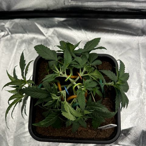 Alien OG  #2 growlog timeline photo