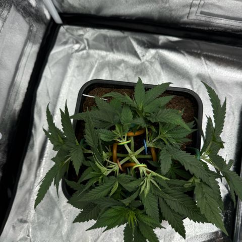 Alien OG  #1 growlog timeline photo
