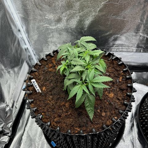 Alien OG  #1 growlog timeline photo