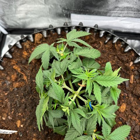 Alien OG  #1 growlog timeline photo