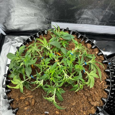 Alien OG  #1 growlog timeline photo