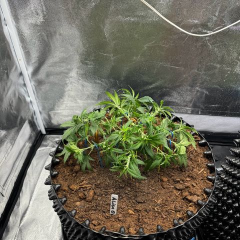 Alien OG  #1 growlog timeline photo