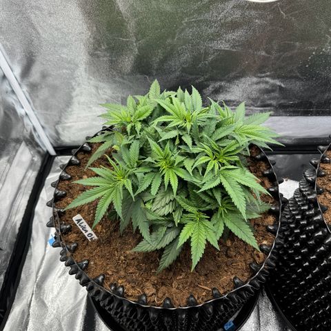 Alien OG  #1 growlog photo: Vorher 