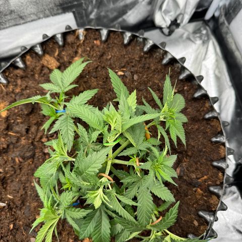 Alien OG  #2 growlog timeline photo