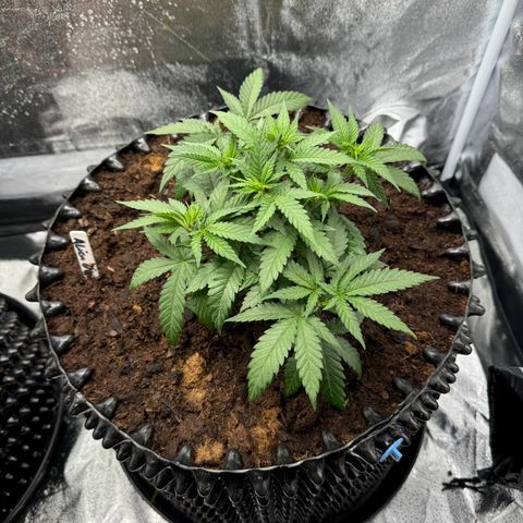 Alien OG  #2 growlog timeline photo