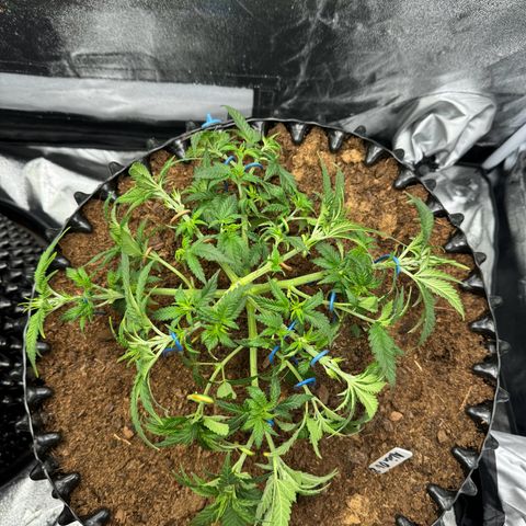 Alien OG  #2 growlog timeline photo