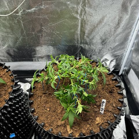 Alien OG  #2 growlog timeline photo