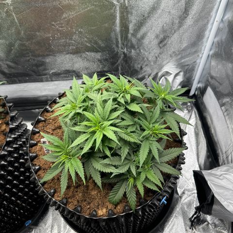 Alien OG  #2 growlog timeline photo