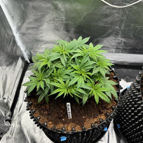 Alien OG  #1 growlog timeline photo