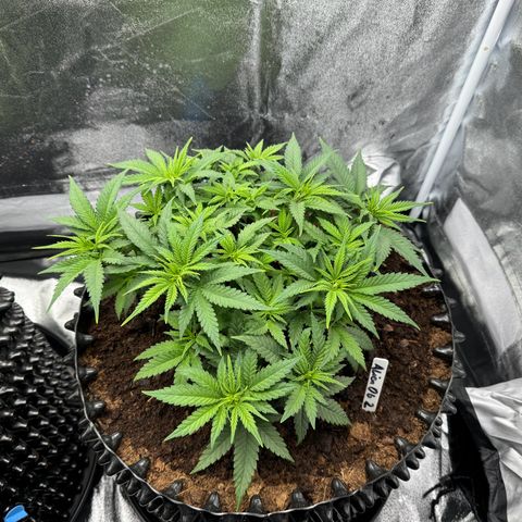 Alien OG  #2 growlog timeline photo