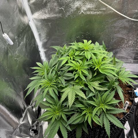 Alien OG  #1 growlog timeline photo