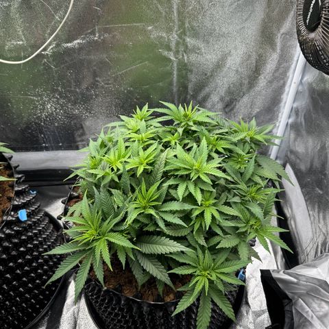 Alien OG  #2 growlog timeline photo