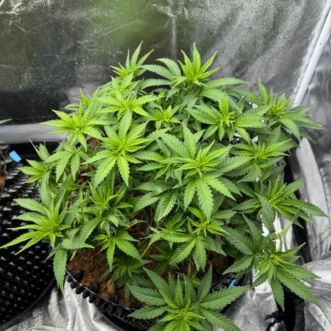 Alien OG  #2 growlog timeline photo