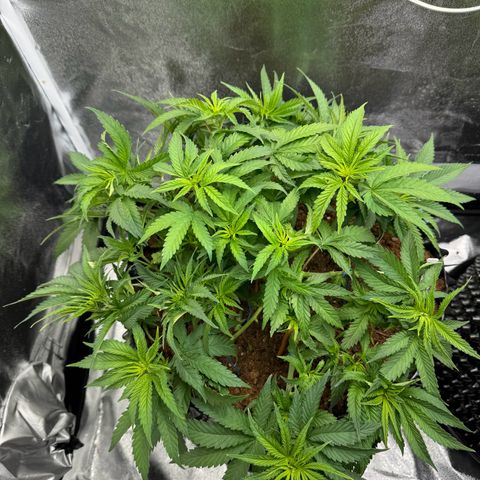 Alien OG  #1 growlog timeline photo