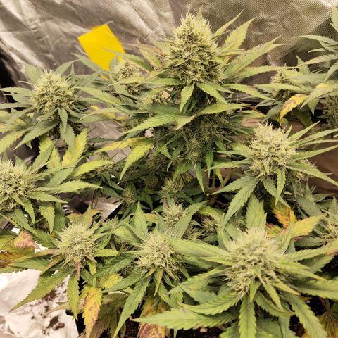 Gorilla Cookies Auto growlog timeline photo