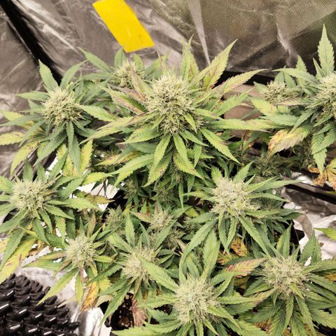 Gorilla Cookies Auto growlog timeline photo