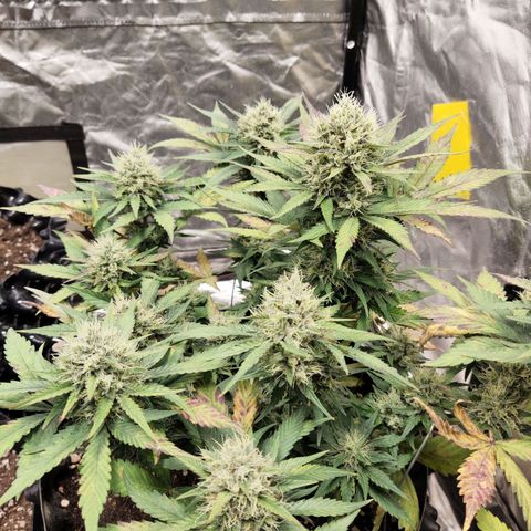 Gorilla Cookies Auto growlog timeline photo