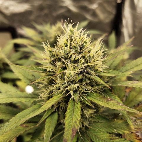 Gorilla Cookies Auto growlog timeline photo