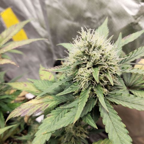 Gorilla Cookies Auto growlog timeline photo