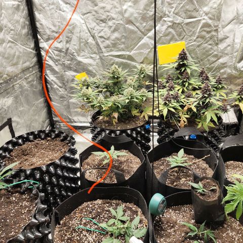 blackberry ทำดอก 01/12 growlog timeline photo