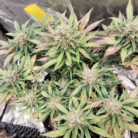 Gorilla Cookies Auto growlog timeline photo