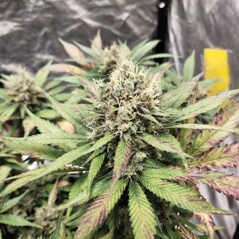 Gorilla Cookies Auto growlog timeline photo