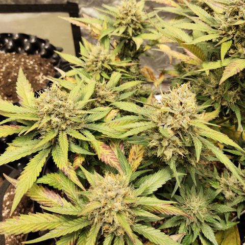 Gorilla Cookies Auto growlog timeline photo