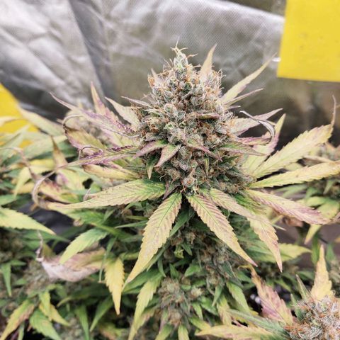 Gorilla Cookies Auto growlog timeline photo