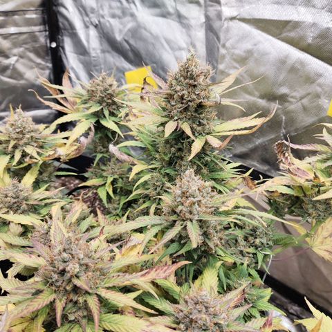 Gorilla Cookies Auto growlog timeline photo