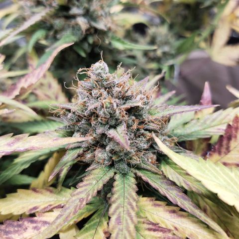 Gorilla Cookies Auto growlog timeline photo